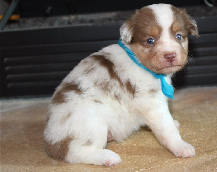 Australian Shepherd Puppy Looking For Fo