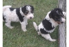 Handsome Fox Terrier Puppy