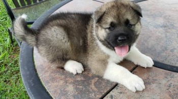 Lovely Japanese Akita Bear Head Girl And