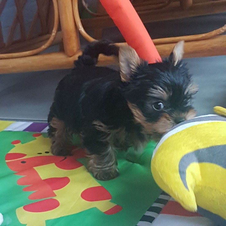 Yorkshire Terrier for sale