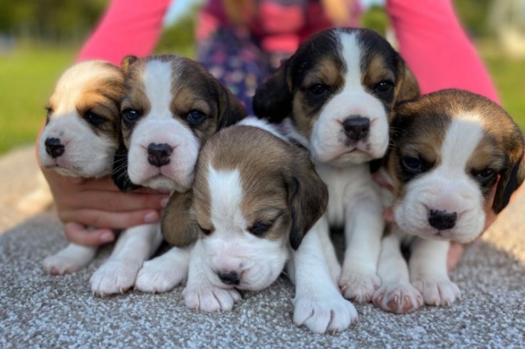 Beagle puppies