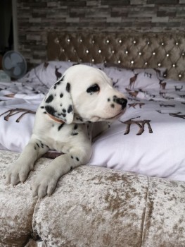 Dalmatian puppies