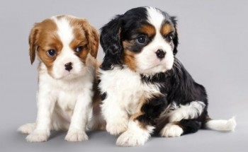 Cavalier King Charles Puppies