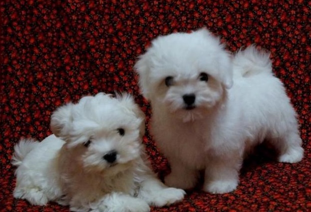 Maltese puppies