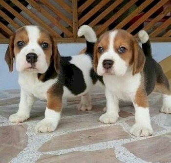 Purebred Beagle Puppies for sale