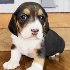 Purebred Beagle Puppies for sale