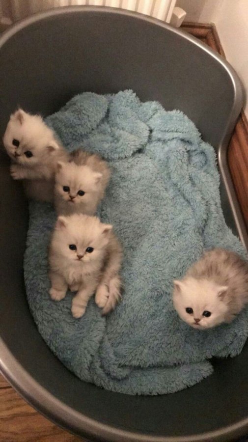 Persian Kittens