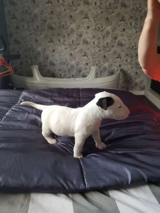 Beautiful Bullterrier Puppies Available