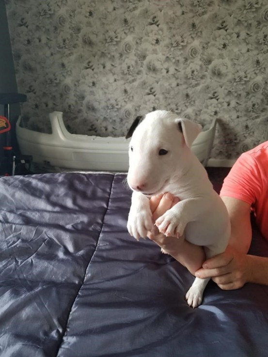 Beautiful Bullterrier Puppies Available