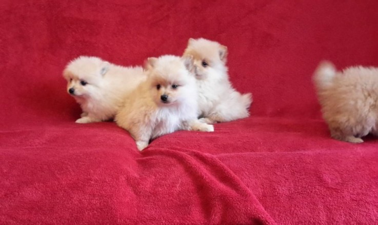 Cute Pomeranian puppies available 