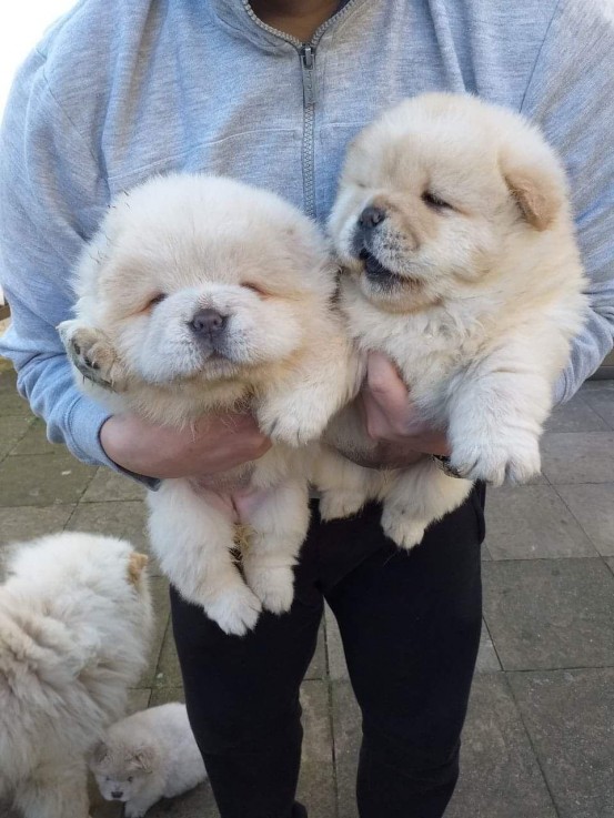 Chow Chow  Puppies for sale 