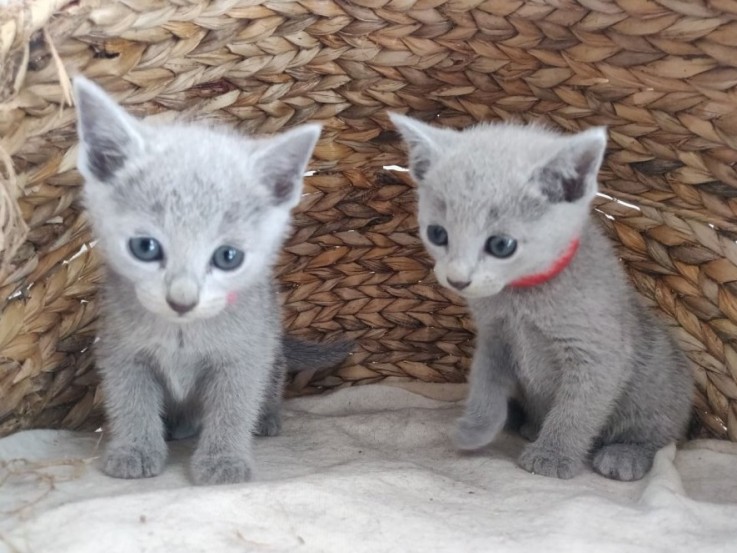 Russian Blue Kittens