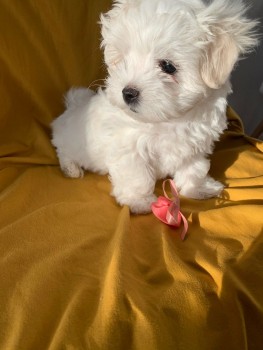 Maltese Puppies both Male and Female 