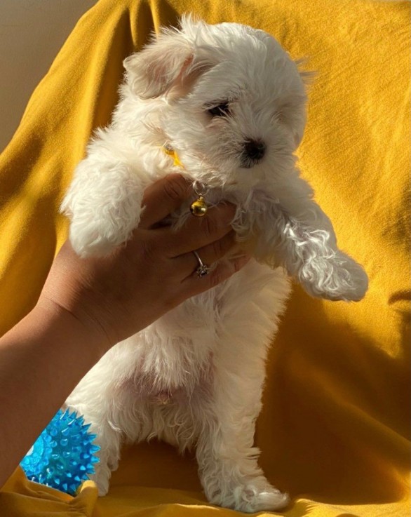 Maltese Puppies both Male and Female 