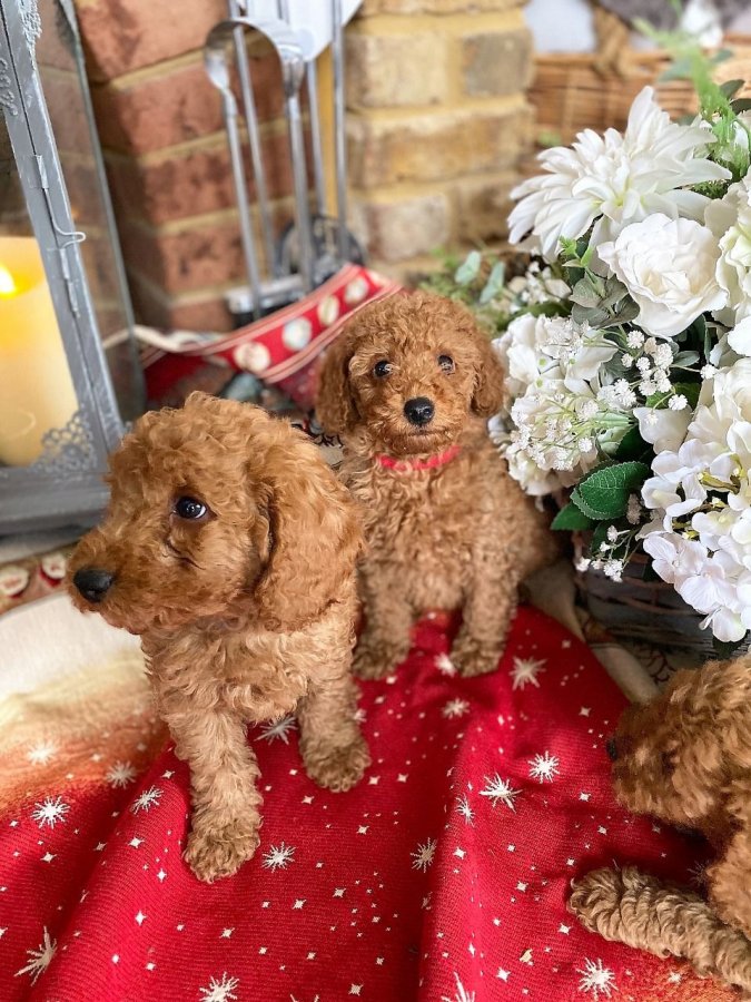 Poodle Puppies