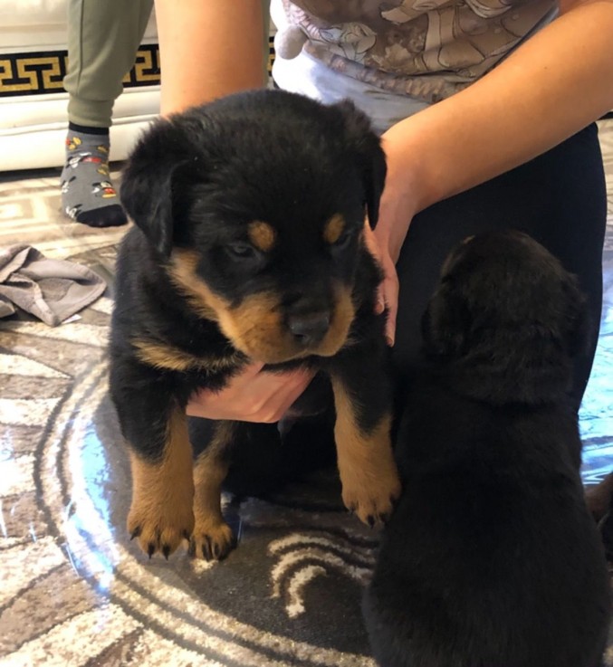 Rottweiler  Puppies both Male and Female