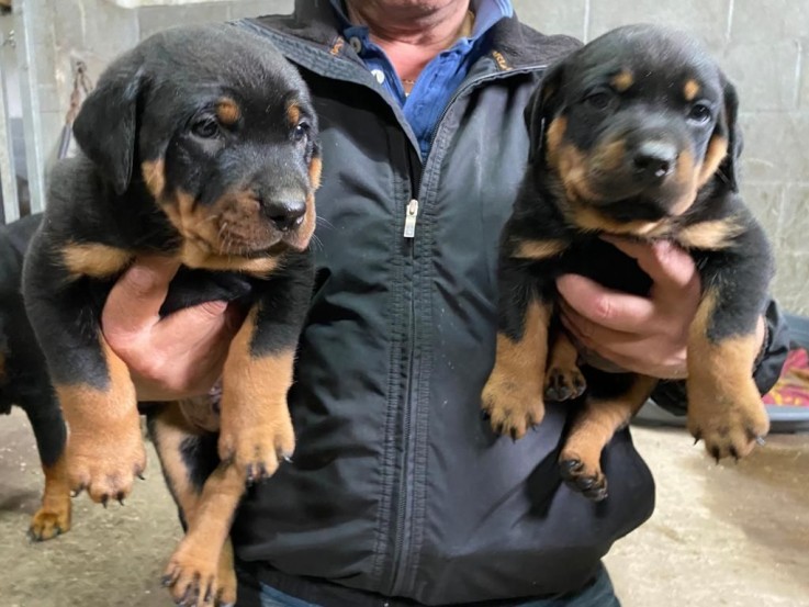 Rottweiler  Puppies both Male and Female