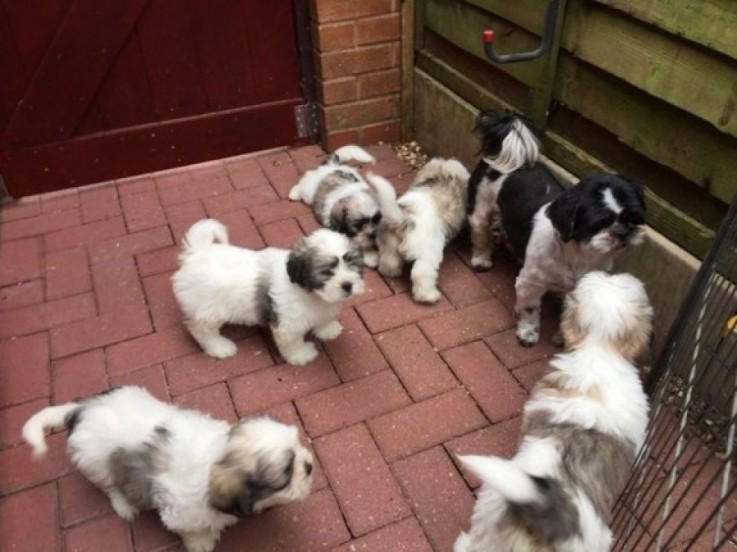 Shih Tzu Puppies