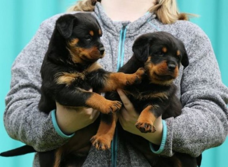  Smart Rottweiler puppies