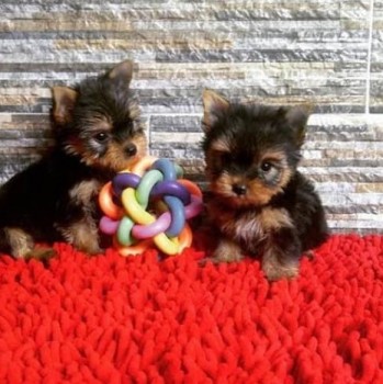 Yorkie puppies