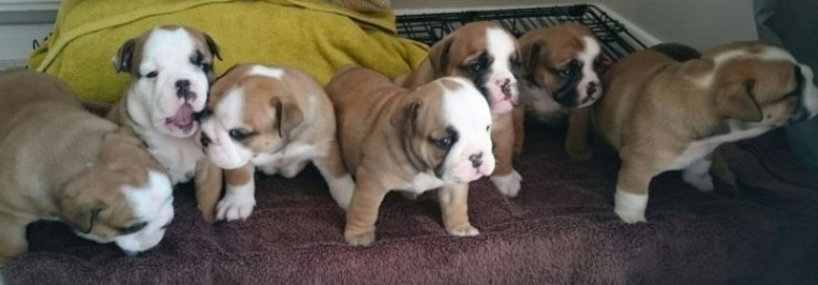 Lovely English Bulldog puppies 