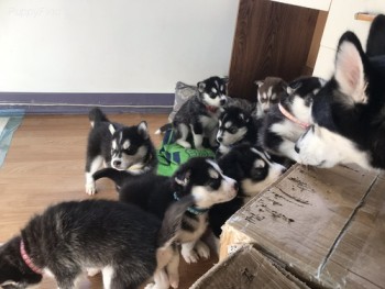 Super adorable Siberian Husky Puppies