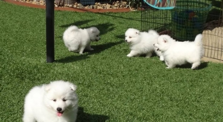  Japanese Spitz puppies