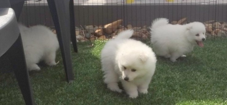  Japanese Spitz puppies