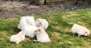 Pomeranian puppies for sale.