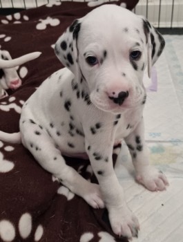 Dalmatian  Puppies for sale 