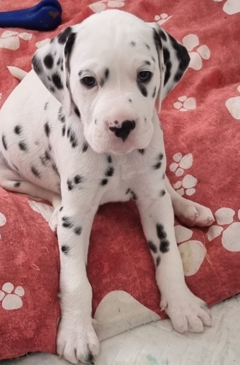 Dalmatian  Puppies for sale 