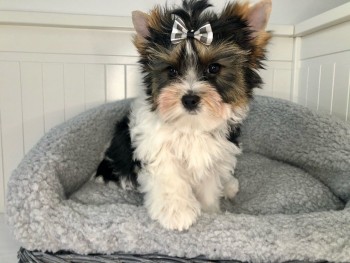 Yorkshire Terrier   Puppies for sale 