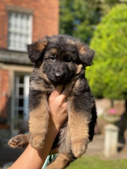 German Shepherd  Puppies for sale 