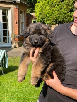 German Shepherd  Puppies for sale 