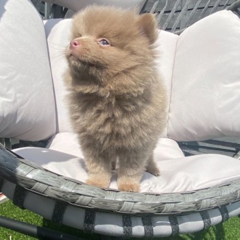 Three Pomeranian puppies for sale 