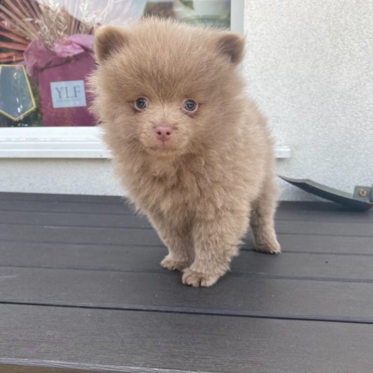 Pomeranian puppies for sale 