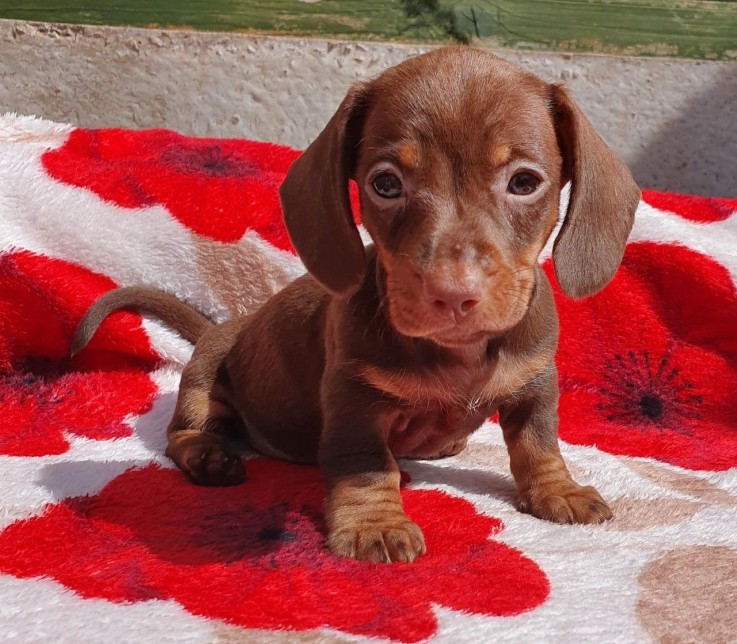 Dachshund  Puppies for sale 