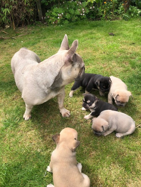 French Bulldog puppies for sale 