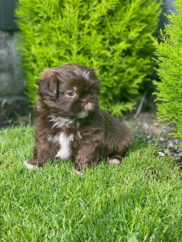 Shih Tzu puppies for sale 