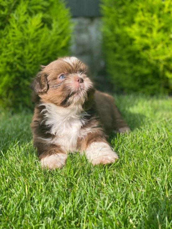 Shih Tzu puppies for sale 