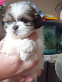 Shih Tzu puppies for sale 