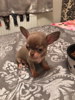 Pure Breed Chihuahua  Puppies for sale 