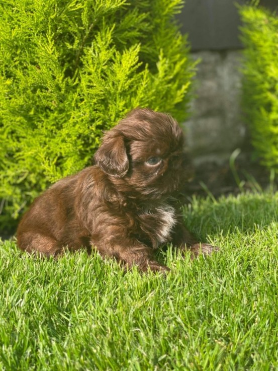 Shih Tzu puppies for sale 