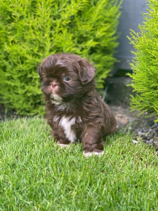 Shih Tzu puppies for sale 