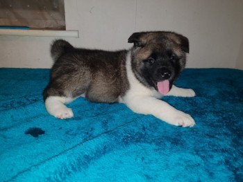 Akita puppies for sale 