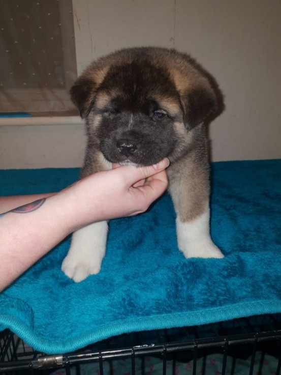 Akita puppies for sale 