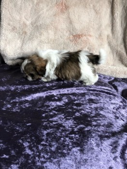 Playful  Shih Tzu  Puppies for sale 