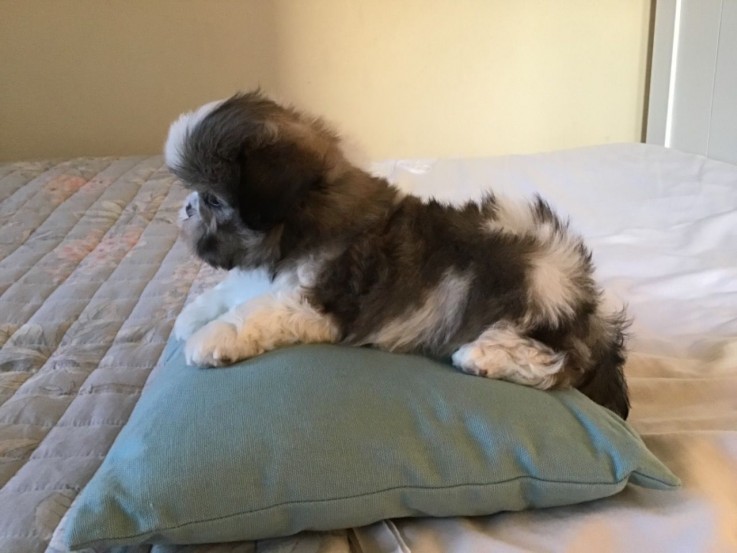 Playful  Shih Tzu  Puppies for sale 