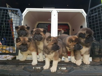 Akita puppies for sale 