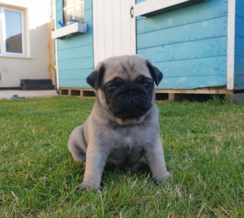 Pug Puppies For Sale